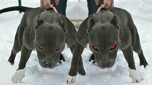 10 Опасных Собак, Способных Убить Человека