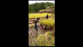 Мини-комбайн для уборки риса