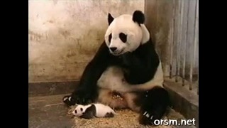 Детеныш панды чихнул