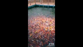 Видео массового кормления рыбы