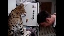 Удар дикого кота
