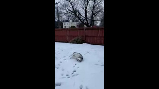 Husky Enjoying Snow #shorts