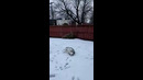 Husky Enjoying Snow #shorts