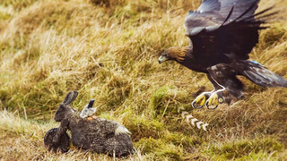 Powerful Eagle Hunts Robot Hare | Super Powered Eagles | BBC Earth