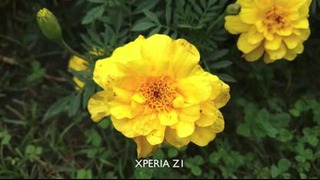 41MP Nokia Lumia 1020 vs 20.7MP Sony Xperia Z1 (With Images and Video Comparison)