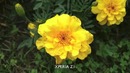 41MP Nokia Lumia 1020 vs 20.7MP Sony Xperia Z1 (With Images and Video Comparison)