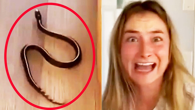 There’s a SNAKE IN MY HOUSE! | FUNNY ANIMALS