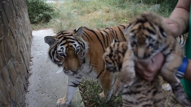 Амурская тигрица Василиса принимает чужих тигрят Тайган