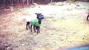 Goat Edition(Новый Тренд Ютуба)