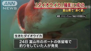 Гигантского кальмара удалось снять на видео