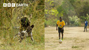 How Is Football Helping Save Zambia’s Carnivores? | Kingdom | BBC Earth