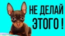 Вещи, которые ваша собака терпеть не может