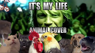 Bon Jovi – It’s My Life (Animal Cover)