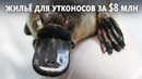 Крупный центр разведения утконосов построили в Австралии