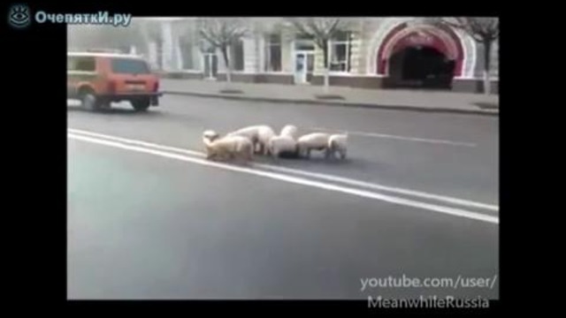 Стадо поросят в городе
