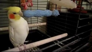 Веселый попугай Корелла