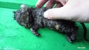 Котенок найденный после дождя. Необычная история спасения
