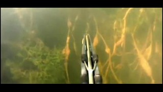 Подводная охота на сазана