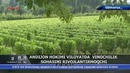 Andijon hokimi viloyatda vinochilik sohasini rivojlantirmoqchi