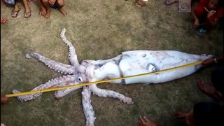На Филиппинах поймали чудовищного кальмара