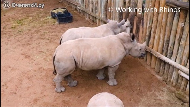 Как плачут носорожки