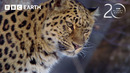 How the Amur Leopard Survives Winter | 20 Years of Planet Earth | BBC Earth