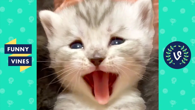 «ADORALBE KITTEN » | FUNNY CATS AND CUTEST KITTENS
