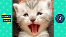«ADORALBE KITTEN » | FUNNY CATS AND CUTEST KITTENS