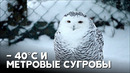 Какие животные выдерживают морозы и снег в зоопарке Лапландии