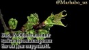 Абдулбосит қори