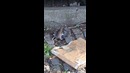 Нью-Йорк крыса на охоте