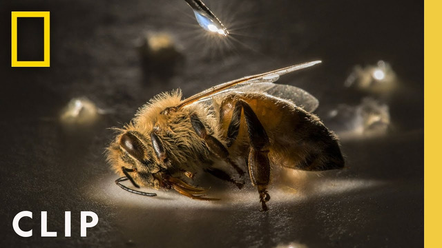 Anand Varma Captures a Honey Bee Story | Photographer | National Geographic