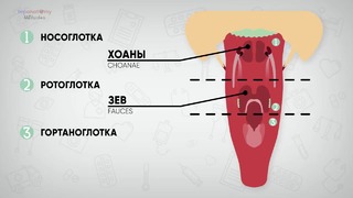 Анатомия пищевода