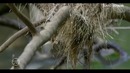 Peruning yovvoyi tabiati. And tog’lari – Wild Peru. Andes battleground