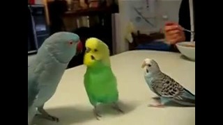 Разговор Трёх попугаев