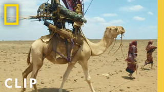 Hitching a ride with the Gabra tribe’s camel train | Primal Survivor: Extreme African Safari
