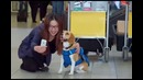 Необычный сотрудник компании KLM умеет очень многое