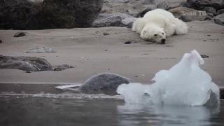 Огромный и Хитрый северянин, добывающий себе тюленей, моржей, и даже белух – БЕЛЫЙ МЕДВЕДЬ В ДЕЛЕ
