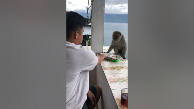 Monkey see, monkey steal from you