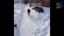 Лучшие приколы 2018 [Fun Army] Февраль