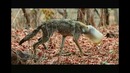 Волк с баллоном на голове. Истощенный. Едва не умер от голода