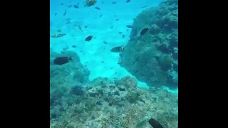 Подводный мир острова Bora Bora