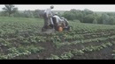 Сельский Тракторист