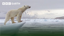 Extraordinary Bear Moments | BBC Earth