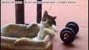 Котэ отдыхает как человек