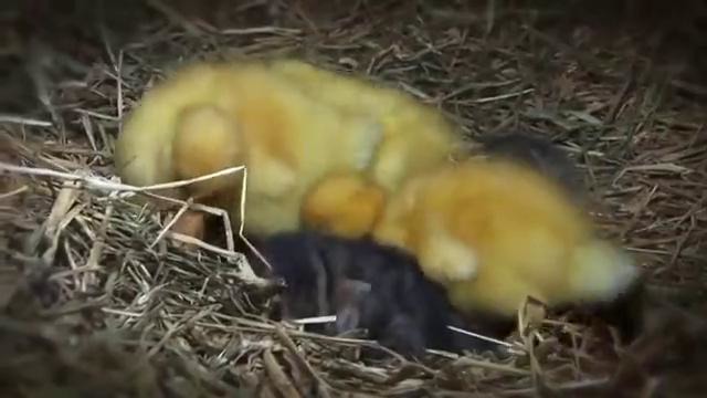 Кошка и утята