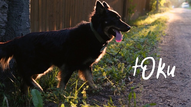 Нашел собаку. Построил будку