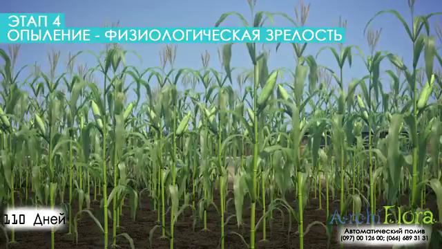 Тупроқ ичидан суғориш