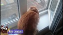 Ох уж эти коты 3