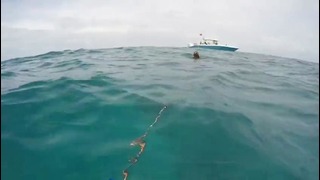 Американец снял на видео нападение акулы на него